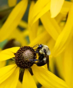 Yellow Coneflower Seeds - Ratibida Pinnata Flower Seeds - 100 Seeds - Image 7