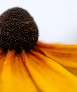 Yellow Coneflower Seeds - Ratibida Pinnata Flower Seeds - 100 Seeds - Image 8