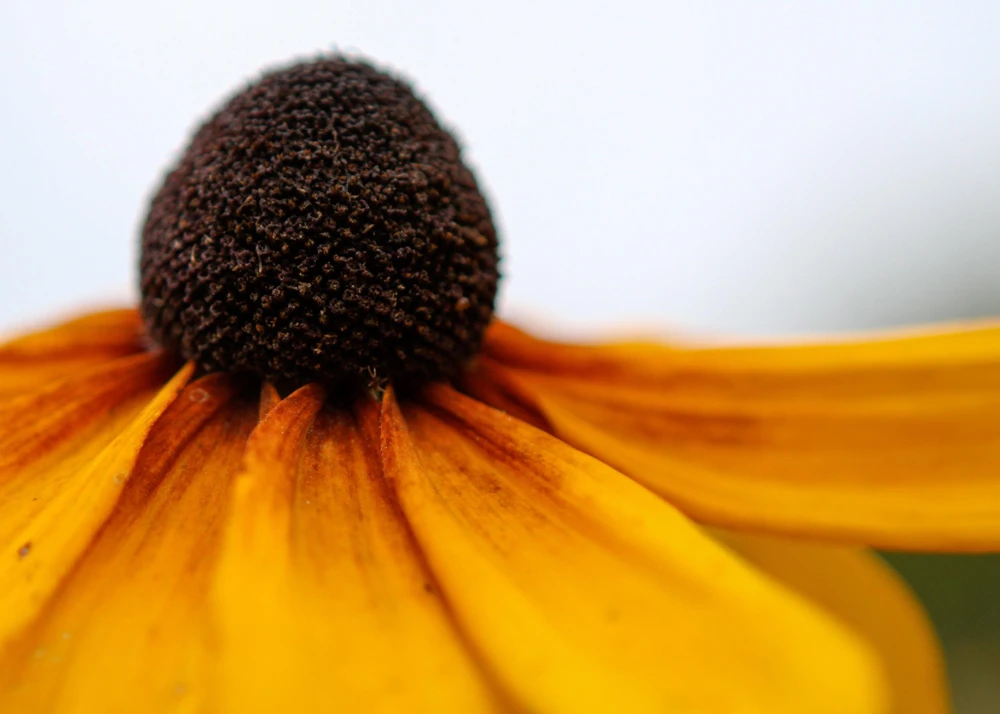 Yellow Coneflower Seeds - Ratibida Pinnata Flower Seeds - 100 Seeds - Image 8