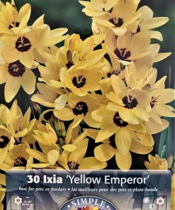 Yellow Emperor African Corn Lily Bulbs - 30 Ixia Bulbs, 5/+ cm, Zones 8-10 - Image 2