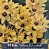 Yellow Emperor African Corn Lily Bulbs - 30 Ixia Bulbs, 5/+ cm, Zones 8-10 - Image 1