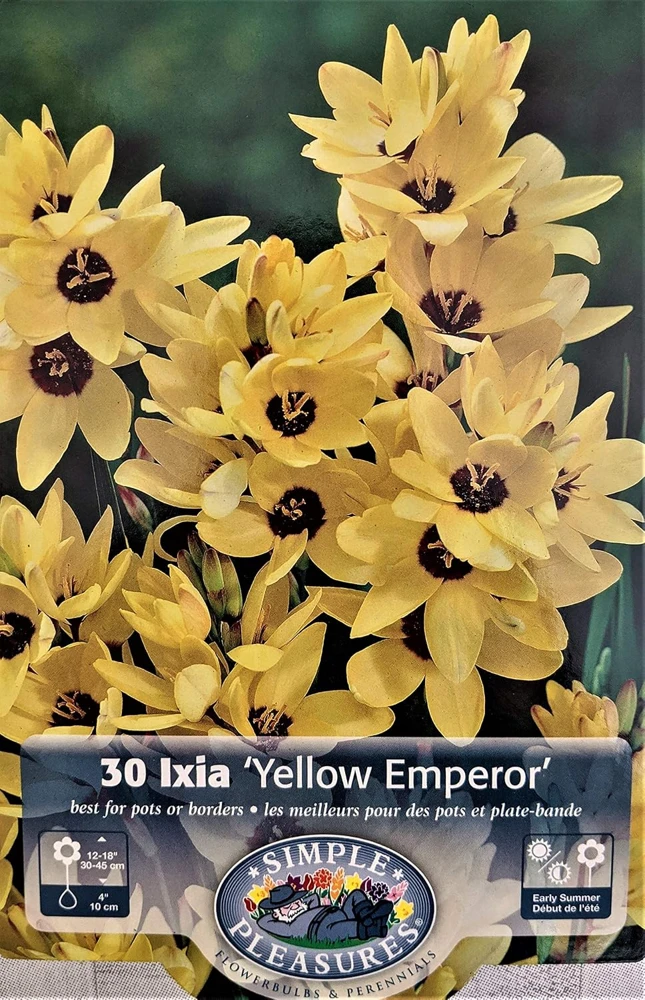 Yellow Emperor African Corn Lily Bulbs - 30 Ixia Bulbs, 5/+ cm, Zones 8-10 - Image 1