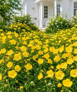 Yellow Evening Primrose Live Plant - 2-4