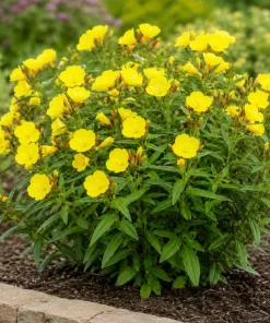 Yellow Evening Primrose Live Plant - 2-4
