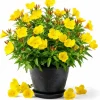 Yellow Evening Primrose Live Plant - 2-4" Tall, 3" Pot, Oenothera Biennis - Image 1