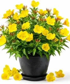 Yellow Evening Primrose Live Plant - 2-4" Tall, 3" Pot, Oenothera Biennis - Image 1