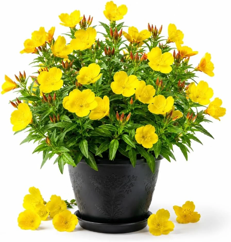 Yellow Evening Primrose Live Plant - 2-4" Tall, 3" Pot, Oenothera Biennis - Image 1