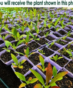 Yellow Evening Primrose Live Plant Set – 2-4 Inch Tall in 3 Inch Pot – Outdoor Perennial - Image 2