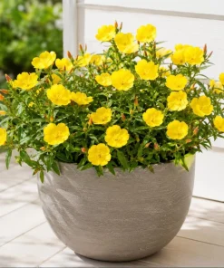 Yellow Evening Primrose Live Plant Set – 2-4 Inch Tall in 3 Inch Pot – Outdoor Perennial - Image 4