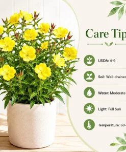 Yellow Evening Primrose Live Plant Set – 2-4 Inch Tall in 3 Inch Pot – Outdoor Perennial - Image 5