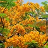 Yellow Flamboyant Tree Seeds (Delonix Regia) - 10 Count Royal Poinciana - Image 1