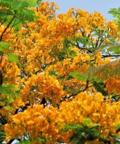 Yellow Flamboyant Tree Seeds (Delonix Regia) - 10 Count Royal Poinciana - Image 1