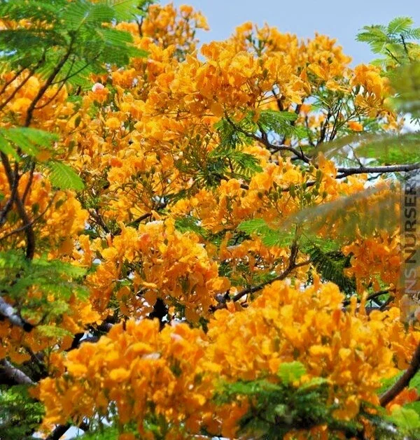 Yellow Flamboyant Tree Seeds (Delonix Regia) - 10 Count Royal Poinciana - Image 1