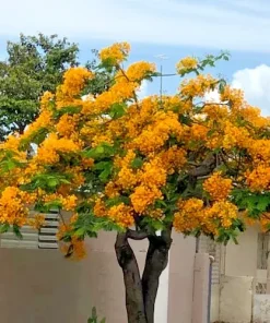 Yellow Flamboyant Tree Seeds (Delonix Regia) - 10 Count Royal Poinciana - Image 2