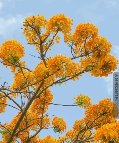 Yellow Flamboyant Tree Seeds (Delonix Regia) - 10 Count Royal Poinciana - Image 3