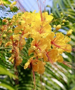 Yellow Flamboyant Tree Seeds (Delonix Regia) - 10 Count Royal Poinciana - Image 4