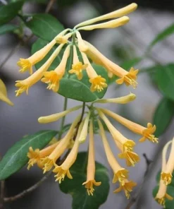 Yellow Honeysuckle Live Plant, Lonicera sempervirens Sulphurea, 1 Gallon Pot, Flowering Vine - Image 2