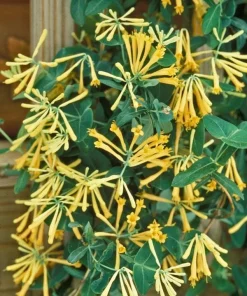 Yellow Honeysuckle Live Plant, Lonicera sempervirens Sulphurea, 1 Gallon Pot, Flowering Vine - Image 3