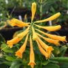 Yellow Honeysuckle Live Plant, Lonicera sempervirens Sulphurea, 1 Gallon Pot, Flowering Vine - Image 1
