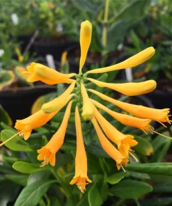 Yellow Honeysuckle Live Plant, Lonicera sempervirens Sulphurea, 1 Gallon Pot, Flowering Vine - Image 1