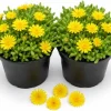 Yellow Ice Plant Live (2-Pack) - Delosperma Cooperi Succulent Ground Cover, 3-6 Inch Tall in 4 Inch Pot, Bright Yellow Flowers, Perennial Outdoor - Image 1