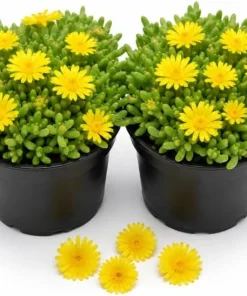 Yellow Ice Plant Live (2-Pack) - Delosperma Cooperi Succulent Ground Cover, 3-6 Inch Tall in 4 Inch Pot, Bright Yellow Flowers, Perennial Outdoor - Image 1
