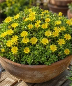 Yellow Ice Plant Live (2-Pack) - Delosperma Cooperi Succulent Ground Cover, 3-6 Inch Tall in 4 Inch Pot, Bright Yellow Flowers, Perennial Outdoor - Image 2