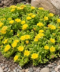 Yellow Ice Plant Live (2-Pack) - Delosperma Cooperi Succulent Ground Cover, 3-6 Inch Tall in 4 Inch Pot, Bright Yellow Flowers, Perennial Outdoor - Image 4