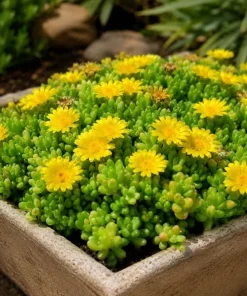 Yellow Ice Plant Live (2-Pack) - Delosperma Cooperi Succulent Ground Cover, 3-6 Inch Tall in 4 Inch Pot, Bright Yellow Flowers, Perennial Outdoor - Image 5