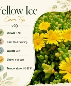 Yellow Ice Plant Live (2-Pack) - Delosperma Cooperi Succulent Ground Cover, 3-6 Inch Tall in 4 Inch Pot, Bright Yellow Flowers, Perennial Outdoor - Image 6