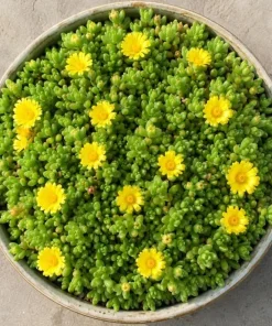 Yellow Ice Plant Live Succulent, Delosperma Cooperi, 3-6 Inch Tall in 4 Inch Pot - Image 2