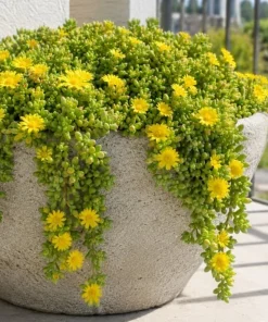 Yellow Ice Plant Live Succulent, Delosperma Cooperi, 3-6 Inch Tall in 4 Inch Pot - Image 3