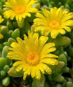 Yellow Ice Plant Live Succulent, Delosperma Cooperi, 3-6 Inch Tall in 4 Inch Pot - Image 4