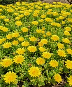 Yellow Ice Plant Live Succulent, Delosperma Cooperi, 3-6 Inch Tall in 4 Inch Pot - Image 5