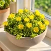 Yellow Ice Plant Live Succulent, Delosperma Cooperi, 3-6 Inch Tall in 4 Inch Pot - Image 1