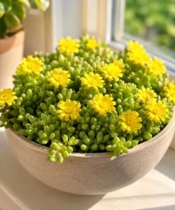 Yellow Ice Plant Live Succulent, Delosperma Cooperi, 3-6 Inch Tall in 4 Inch Pot - Image 1