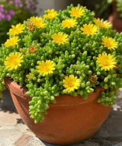 Yellow Ice Plant Live Succulent, Delosperma Cooperi, 3-6 Inch Tall in 4 Inch Pot - Image 6