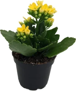 Yellow Kalanchoe Live Plant – 2.5" Pot – Easy Indoor Houseplant - Image 2