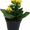 Yellow Kalanchoe Live Plant – 2.5" Pot – Easy Indoor Houseplant - Image 1