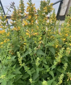Yellow Kudos Hummingbird Mint Agastache Live Plant - Quart Pot - Hardy Perennial - Image 2