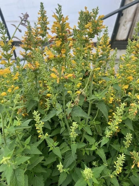 Yellow Kudos Hummingbird Mint Agastache Live Plant - Quart Pot - Hardy Perennial - Image 2