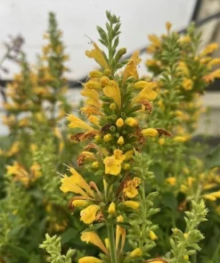 Yellow Kudos Hummingbird Mint Agastache Live Plant - Quart Pot - Hardy Perennial - Image 3