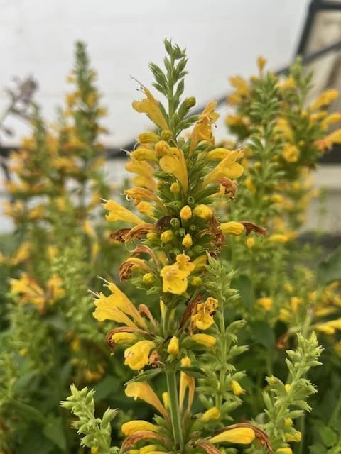 Yellow Kudos Hummingbird Mint Agastache Live Plant - Quart Pot - Hardy Perennial - Image 3