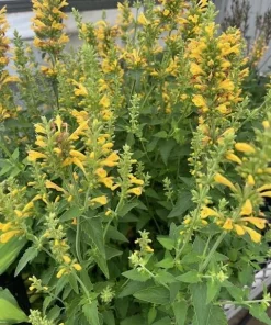 Yellow Kudos Hummingbird Mint Agastache Live Plant - Quart Pot - Hardy Perennial - Image 4