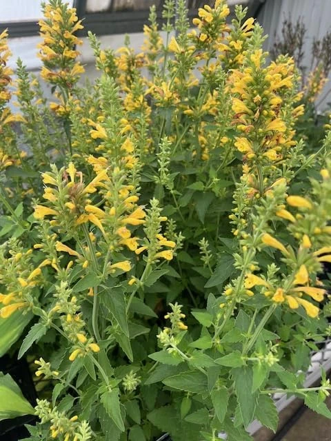 Yellow Kudos Hummingbird Mint Agastache Live Plant - Quart Pot - Hardy Perennial - Image 4