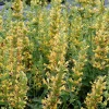 Yellow Kudos Hummingbird Mint Agastache Live Plant - Quart Pot - Hardy Perennial - Image 1