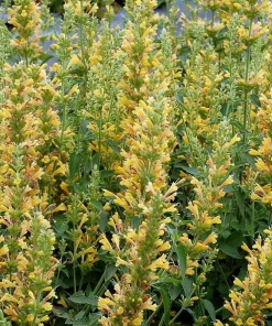 Yellow Kudos Hummingbird Mint Agastache Live Plant - Quart Pot - Hardy Perennial - Image 1
