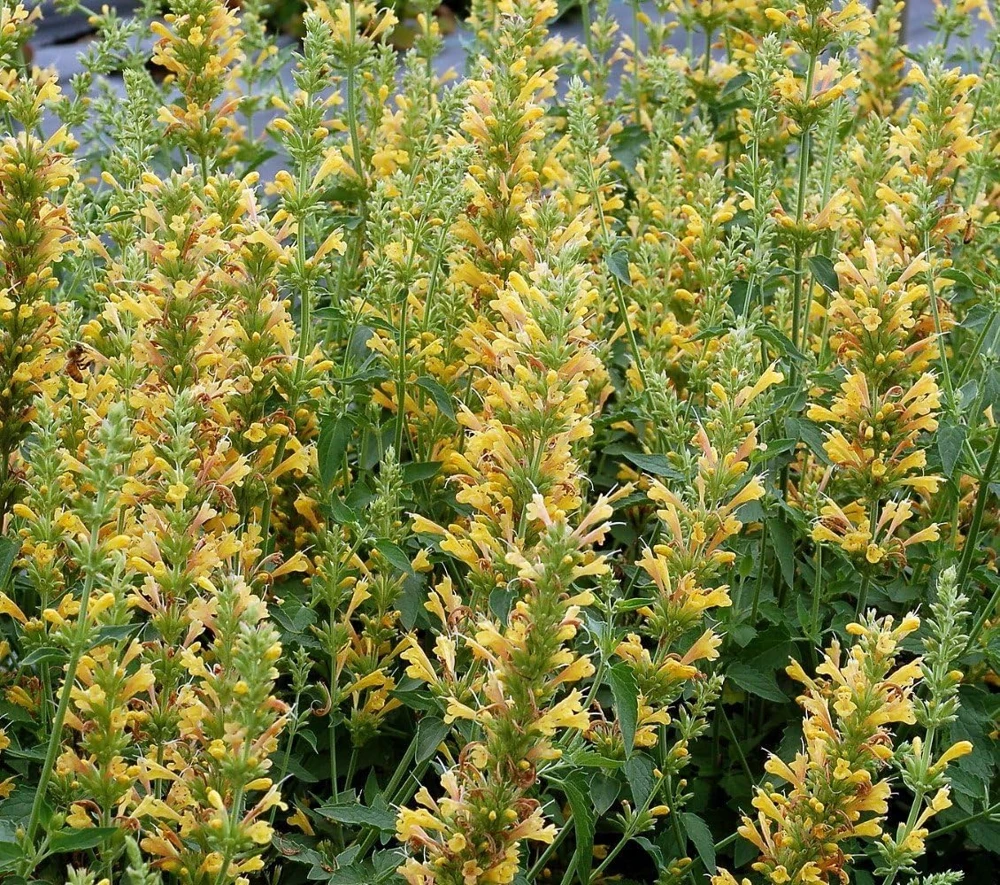 Yellow Kudos Hummingbird Mint Agastache Live Plant - Quart Pot - Hardy Perennial - Image 1