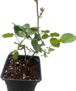 Yellow Lady Banks Climbing Rose Live Plant – Fragrant Flowers – 4