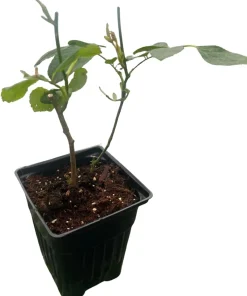 Yellow Lady Banks Climbing Rose Live Plant – Fragrant Flowers – 4